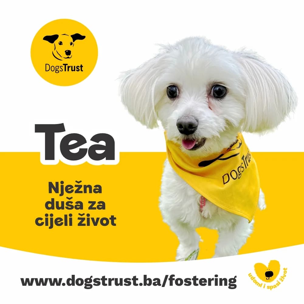 Tea, female young Mixed Breed for adoption at Dogs Trust Bosnia and Herzegovina