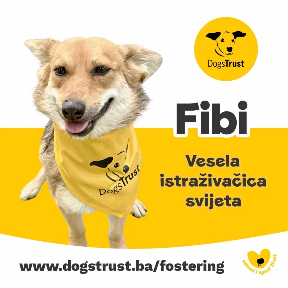 Fibi, female 3yo Mixed Breed for adoption at Dogs Trust Bosnia and Herzegovina