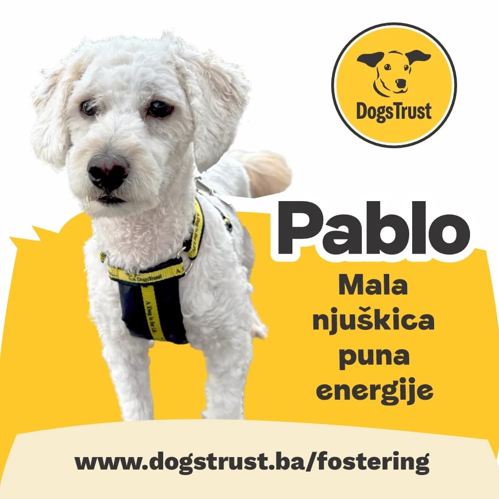 Pablo, male young Mixed Breed for adoption at Dogs Trust Bosnia and Herzegovina
