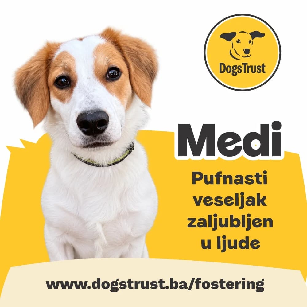 MEDI, male young Mixed Breed for adoption at Dogs Trust Bosnia and Herzegovina