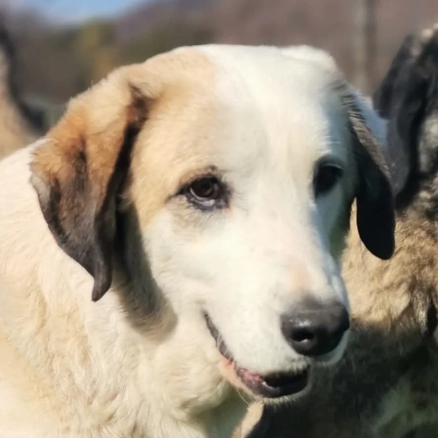 Badema, female Mixed Breed for adoption at Srce Za Sapu