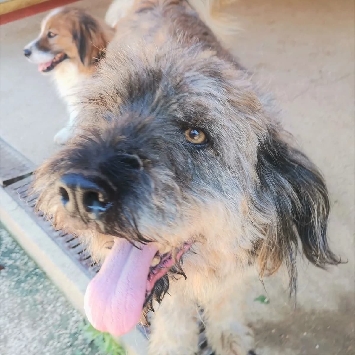 Barak, male Mixed Breed for adoption at Srce Za Sapu