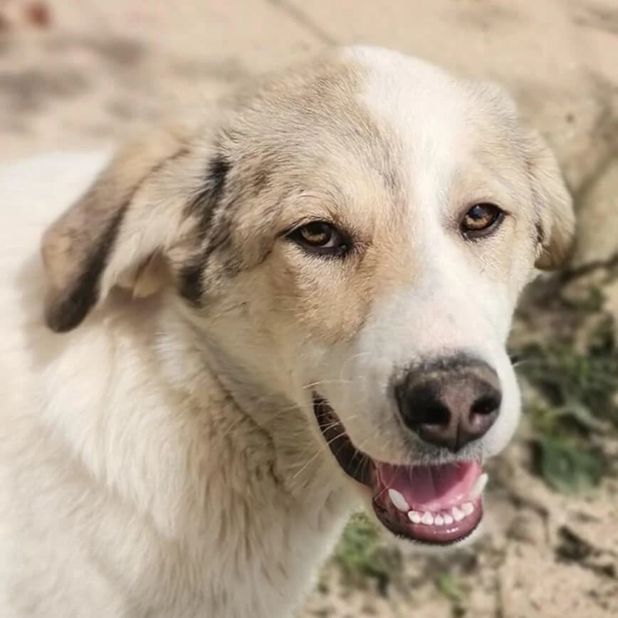 Bianca, female Mixed Breed for adoption at Srce Za Sapu