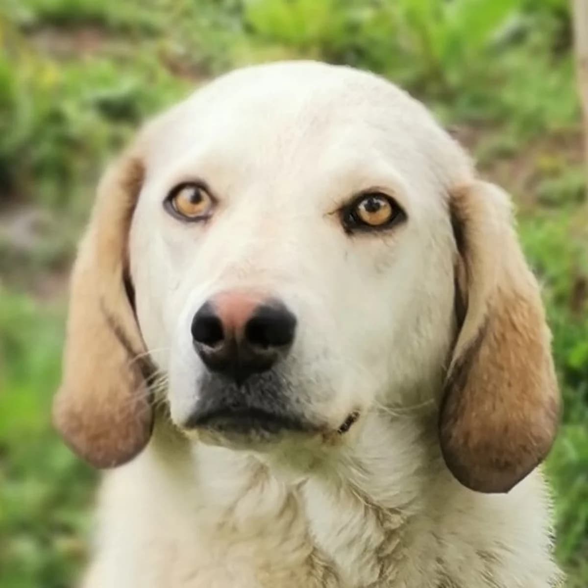 Billy, male Mixed Breed for adoption at Srce Za Sapu