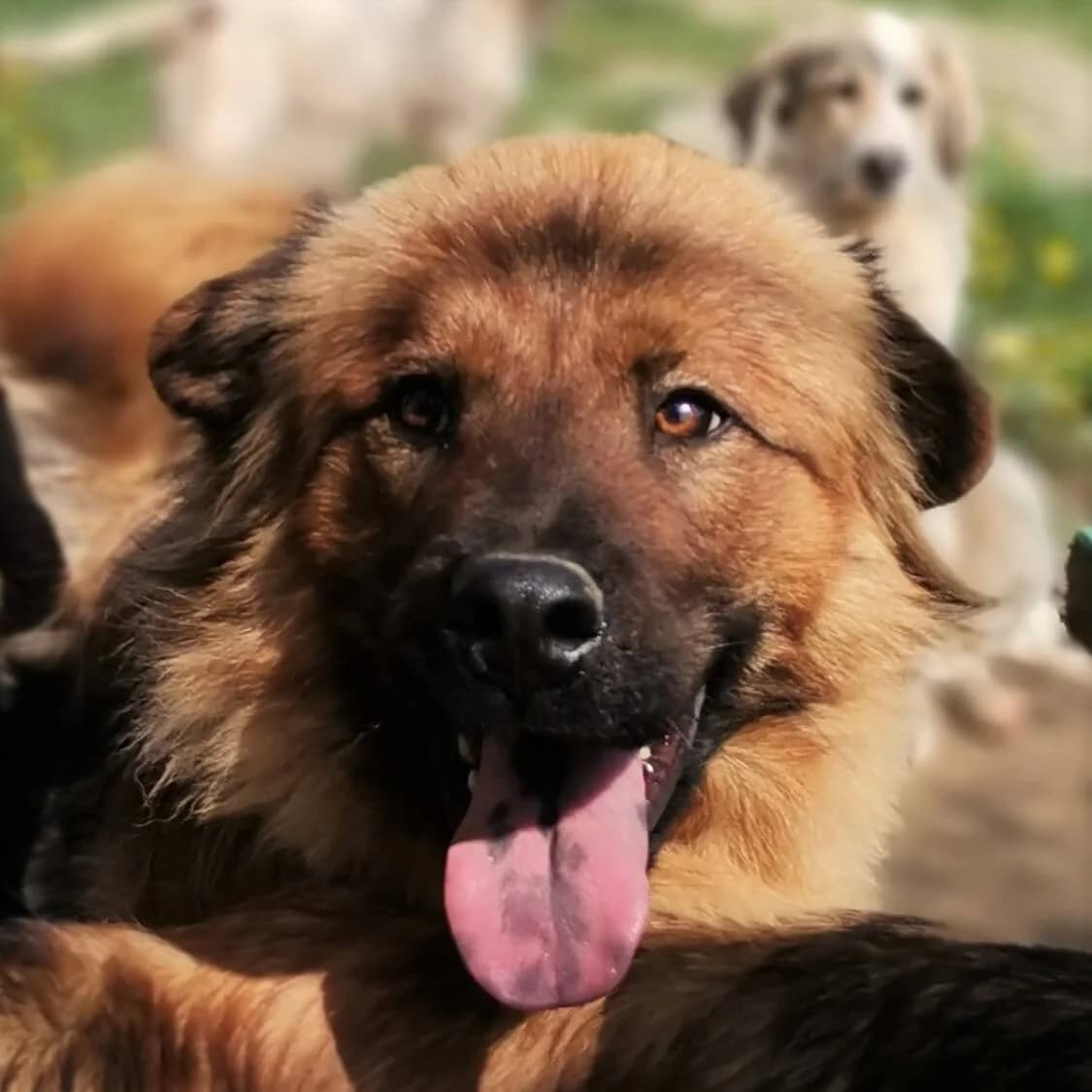 Bubi,  Mixed Breed for adoption at Lucky Paws North Macedonia, Skopje