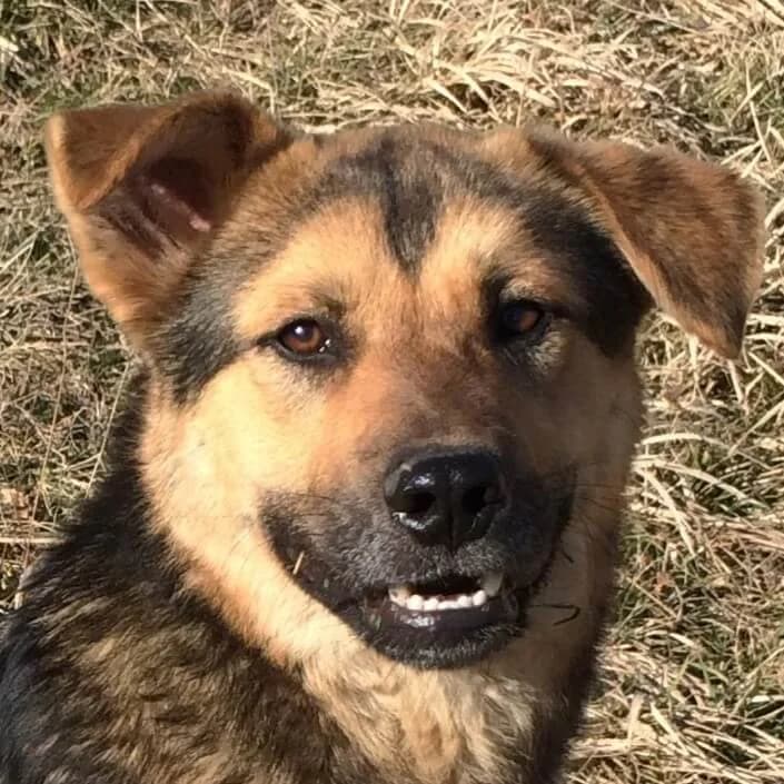 Car, male Mixed Breed for adoption at Srce Za Sapu