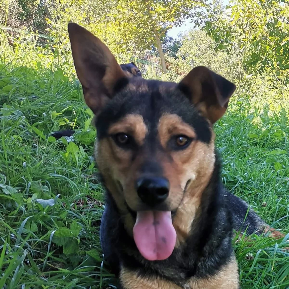 Demi, female Mixed Breed for adoption at Srce Za Sapu