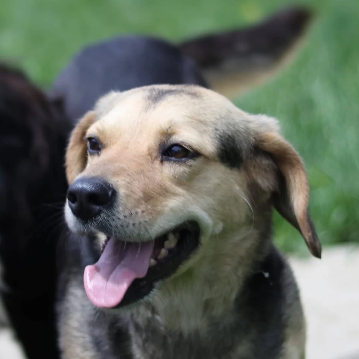 Dunda, female Mixed Breed for adoption at Srce Za Sapu