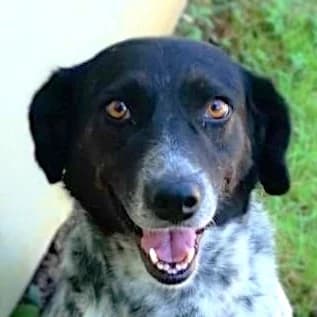 Giana, female Mixed Breed for adoption at Srce Za Sapu