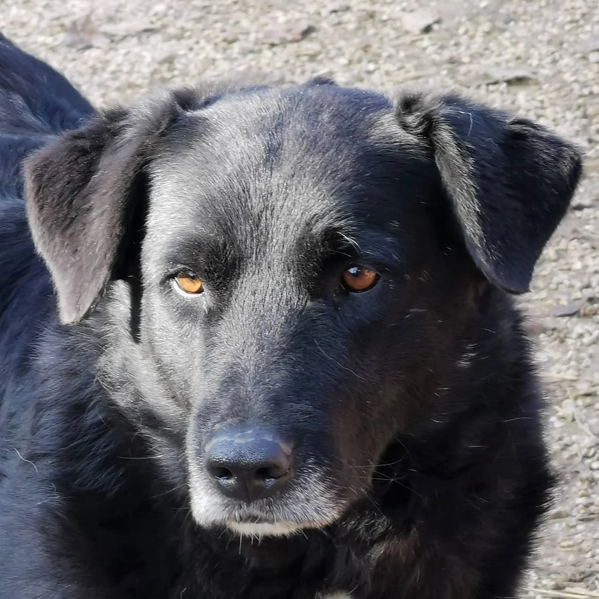 Greta, female Mixed Breed for adoption at Srce Za Sapu