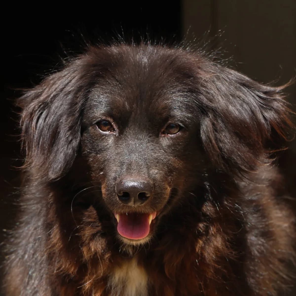 Ines, female Mixed Breed for adoption at Srce Za Sapu