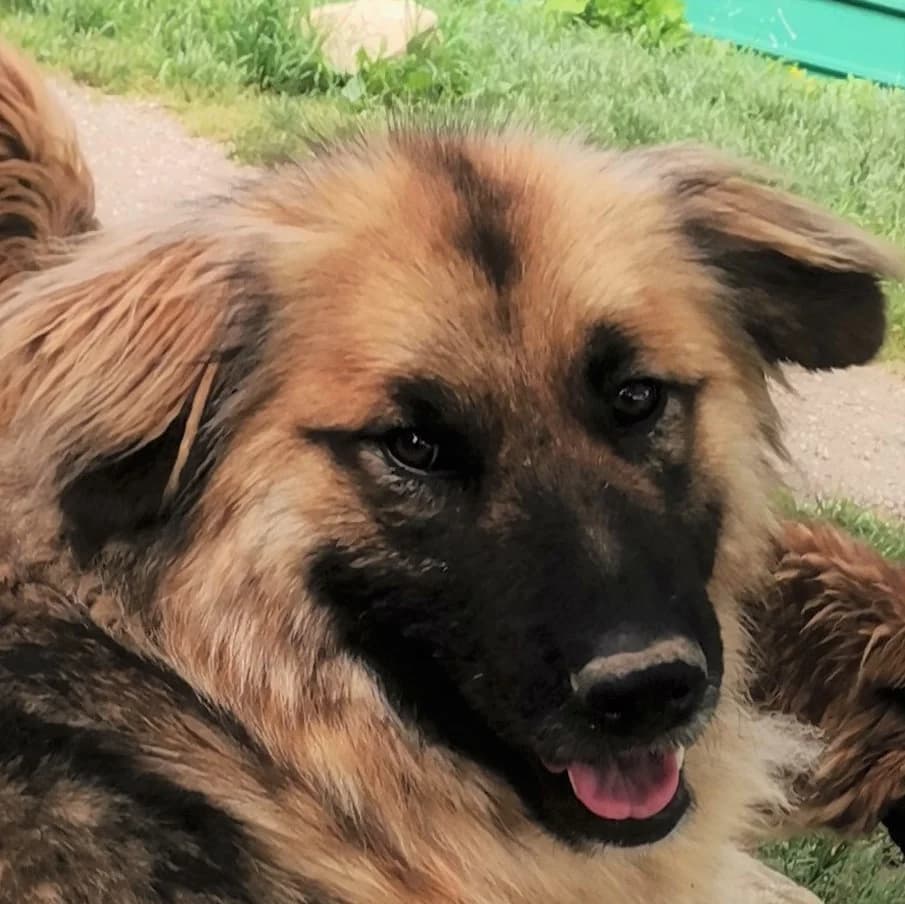 Jango, male Mixed Breed for adoption at Srce Za Sapu