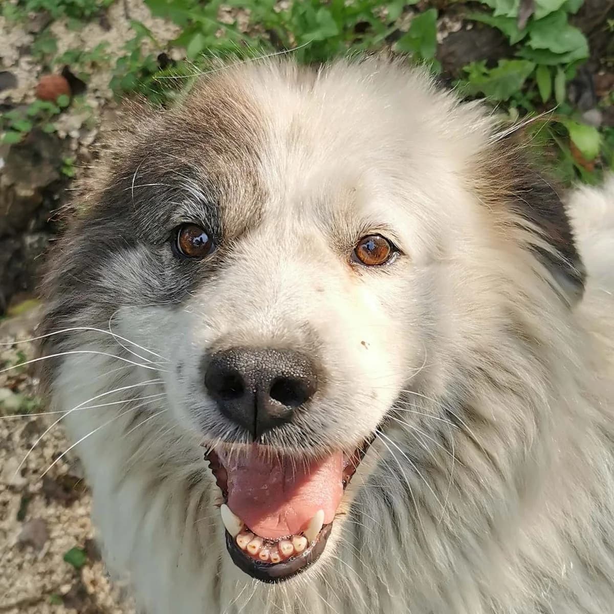 Kira, female Mixed Breed for adoption at Srce Za Sapu