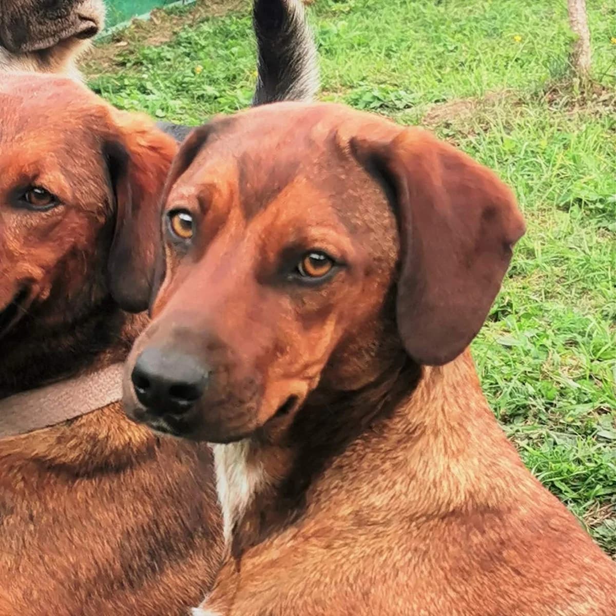 Luna, female Mixed Breed for adoption at Srce Za Sapu