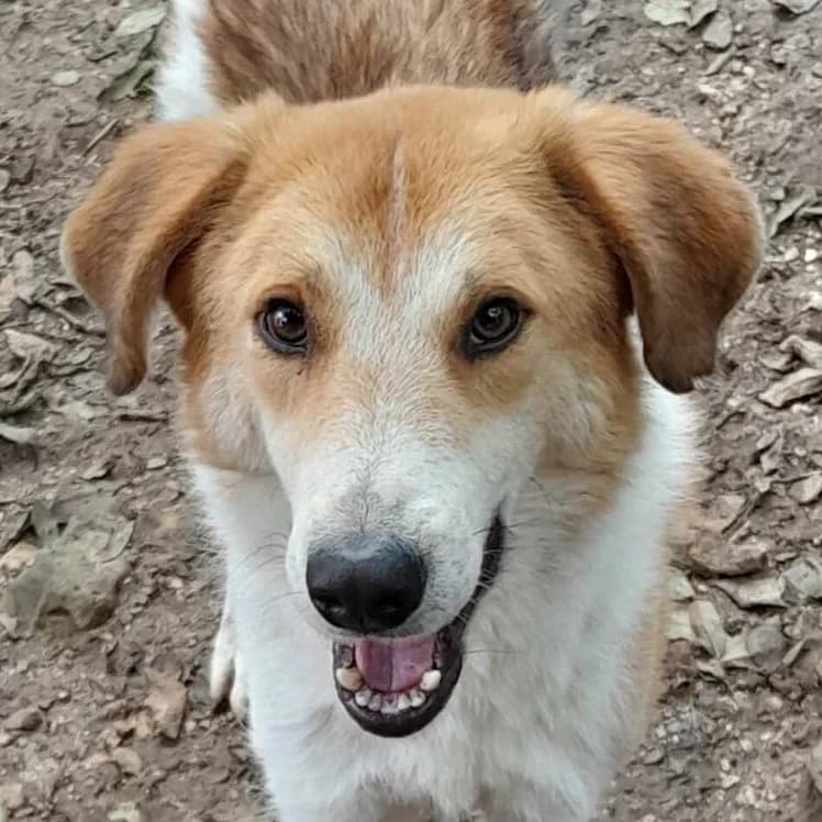 Mario, male Mixed Breed for adoption at Srce Za Sapu