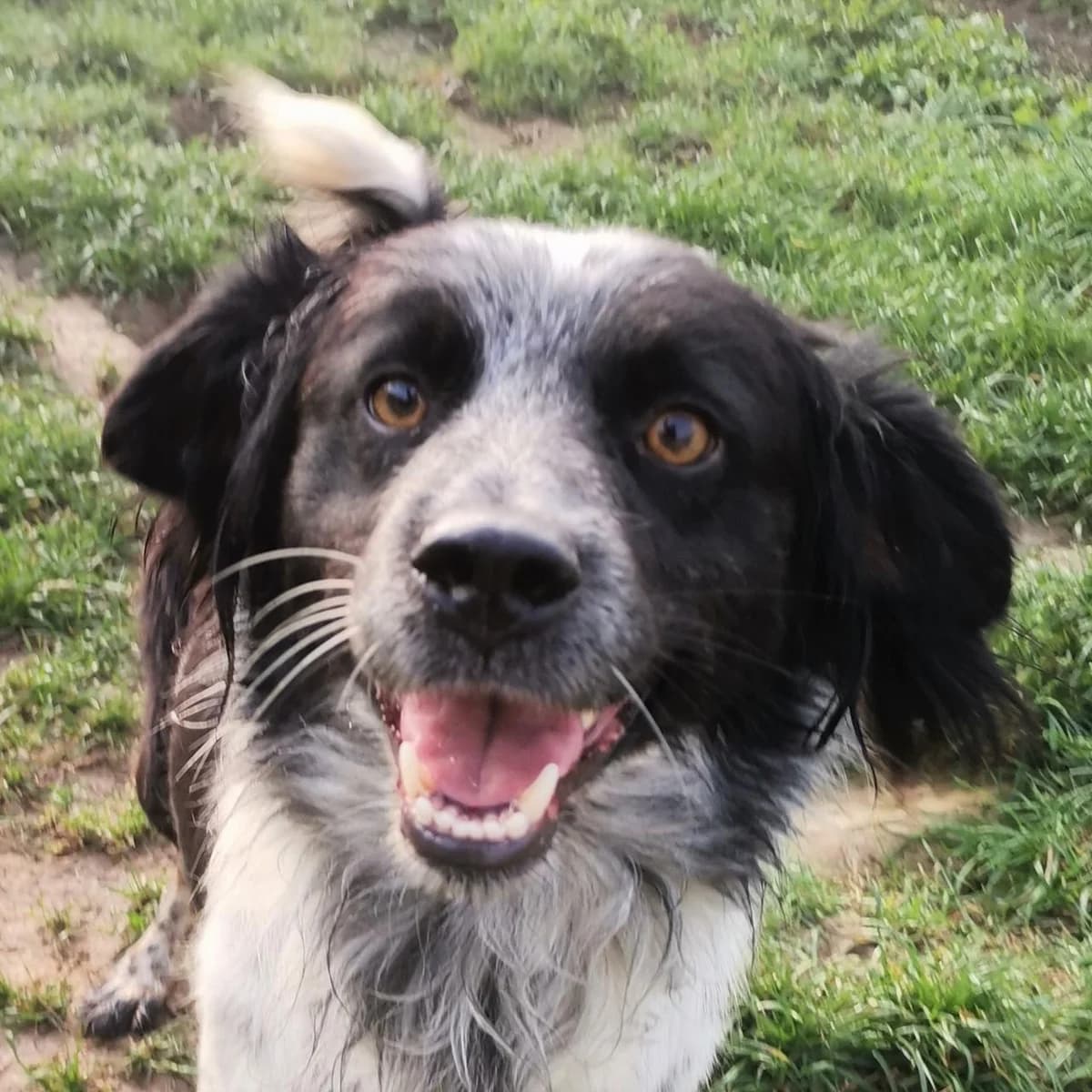 Meda, female Mixed Breed for adoption at Srce Za Sapu