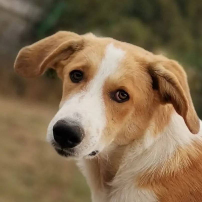 Merlin, male Mixed Breed for adoption at Srce Za Sapu