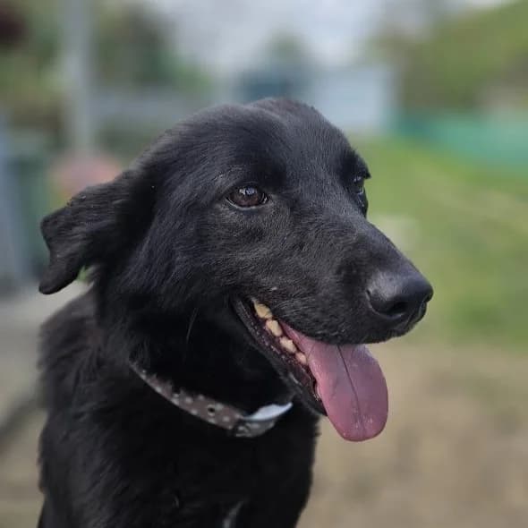 Mila, female Mixed Breed for adoption at Srce Za Sapu