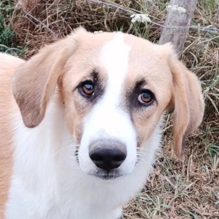 Miša, female Mixed Breed for adoption at Srce Za Sapu