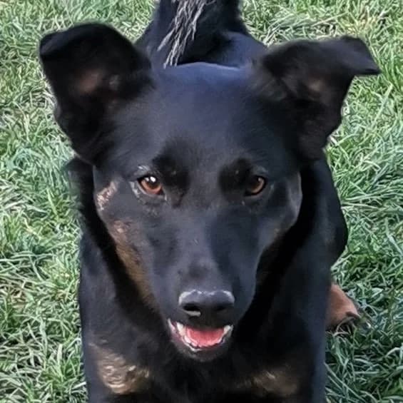 Pam, female Mixed Breed for adoption at Srce Za Sapu