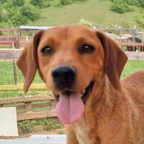 Pink, female Mixed Breed for adoption at Srce Za Sapu
