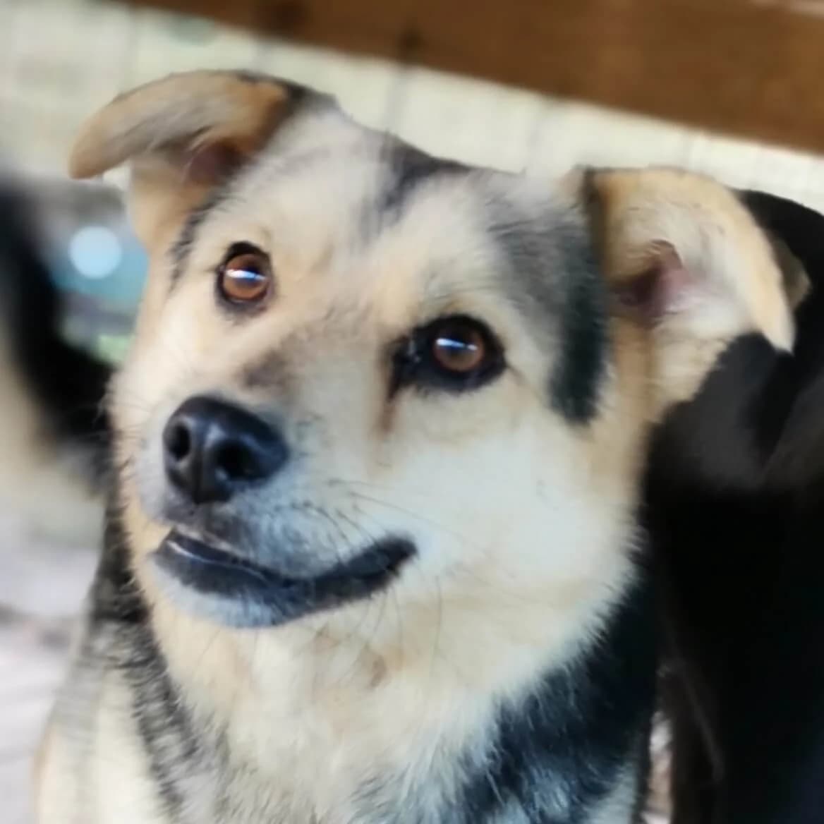 Pujdo, male Mixed Breed for adoption at Srce Za Sapu