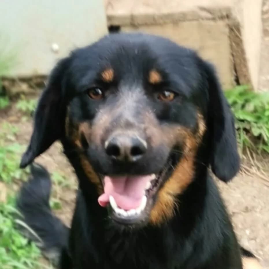 Sofie, female Mixed Breed for adoption at Srce Za Sapu
