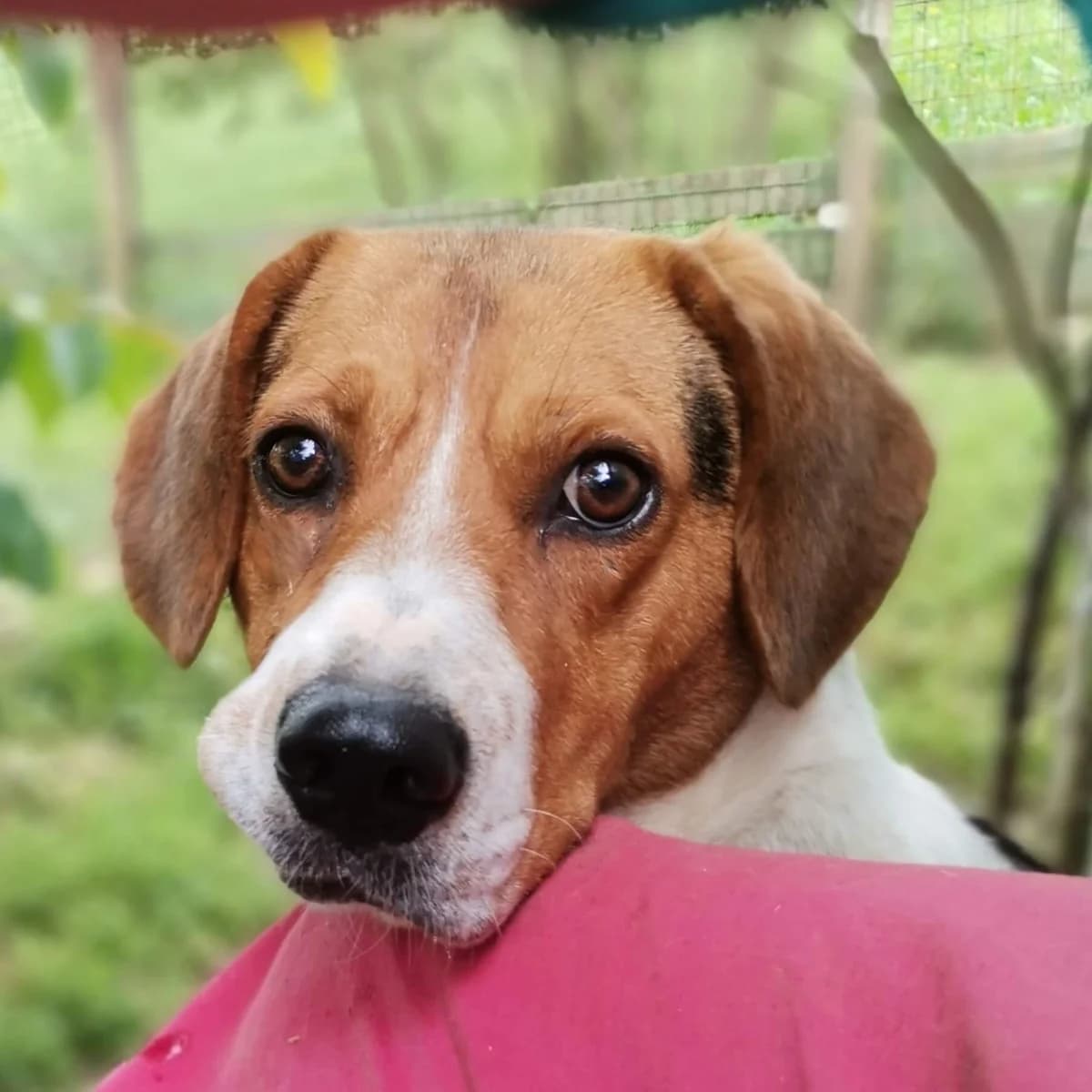 Vita, female Mixed Breed for adoption at Srce Za Sapu