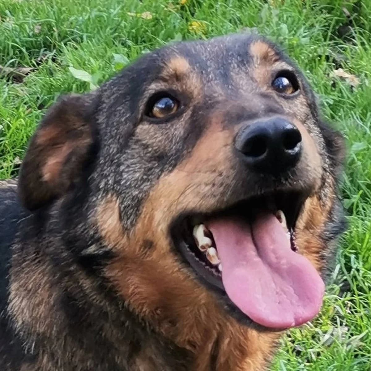 Zara, female Mixed Breed for adoption at Srce Za Sapu