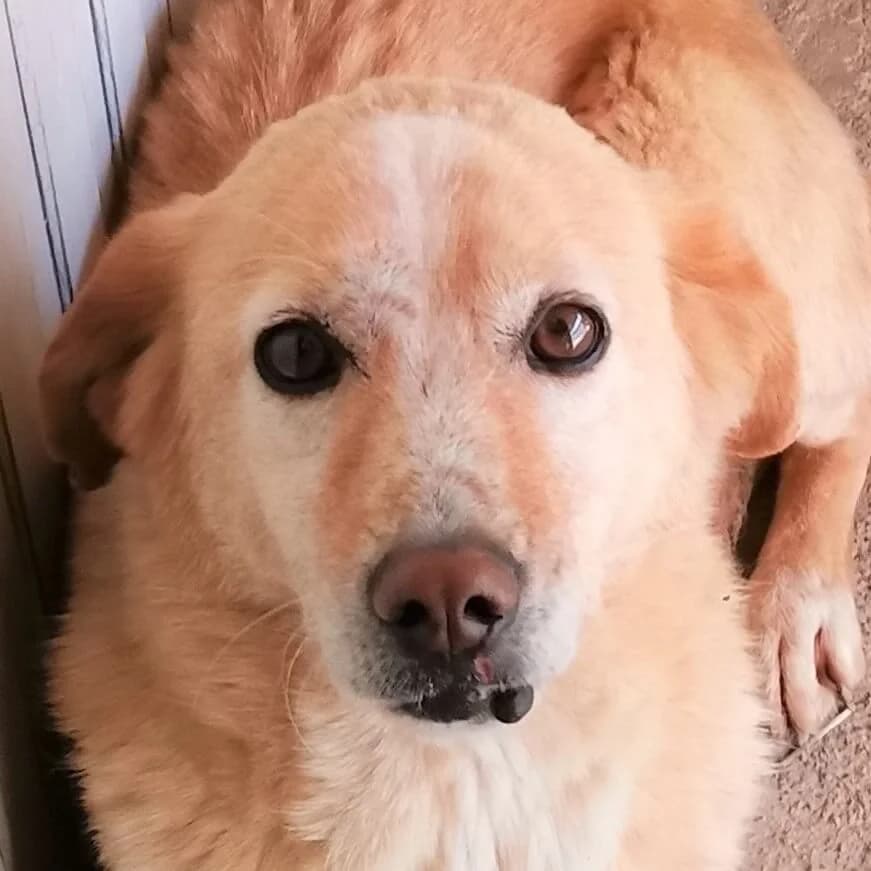 Zeus, male Mixed Breed for adoption at Srce Za Sapu