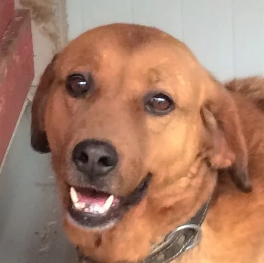 ลฝuฤo, male Mixed Breed for adoption at Srce Za Sapu