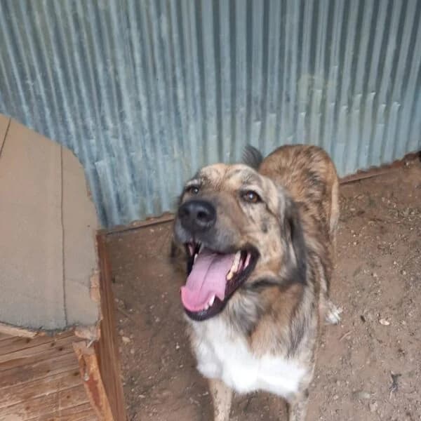 Tigris (Resolution), male puppy Mixed Breed for adoption at Nalas Friends, Ghent