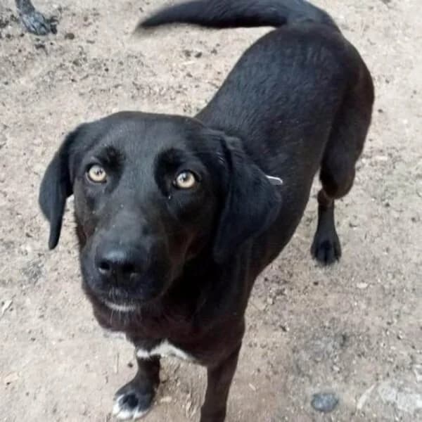 Emily (Resolution), female puppy Mixed Breed for adoption at Nalas Friends, Ghent