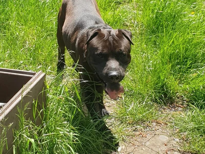 Voltaire, Noir male senior Shar Pei for adoption at SPA Charleroi, Charleroi