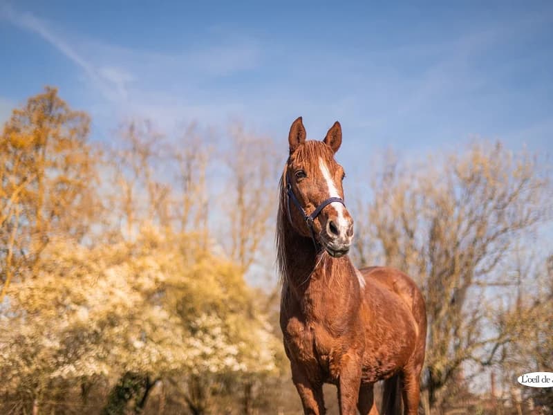 Paddy, Alezan male senior mixed breed for adoption at SPA Charleroi, Charleroi