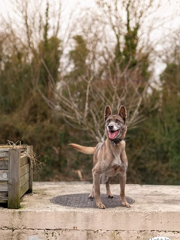 Oxa, Fauve female 6yo Belgian Malinois for adoption at SPA Charleroi, Charleroi