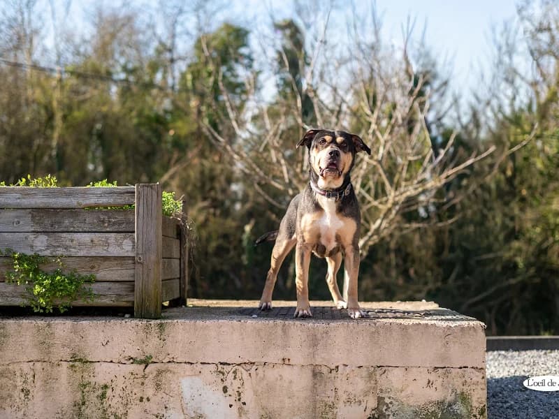 Gimli, Noir et feu male 3yo mixed breed for adoption at SPA Charleroi, Charleroi