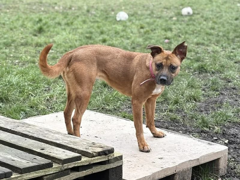 Chipie, Brun female 6yo American Staffordshire Terrier for adoption at SPA Charleroi, Charleroi