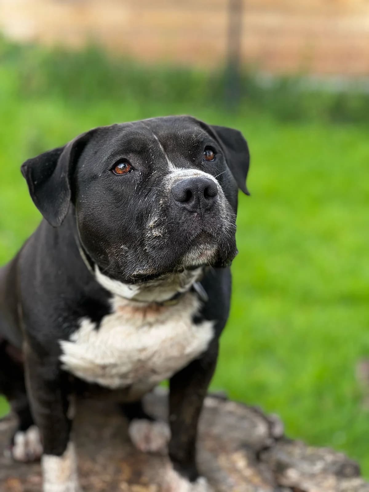 Zira, female 3yo American Staffordshire Terrier for adoption at SRPA Veeweyde Brussels, Brussels