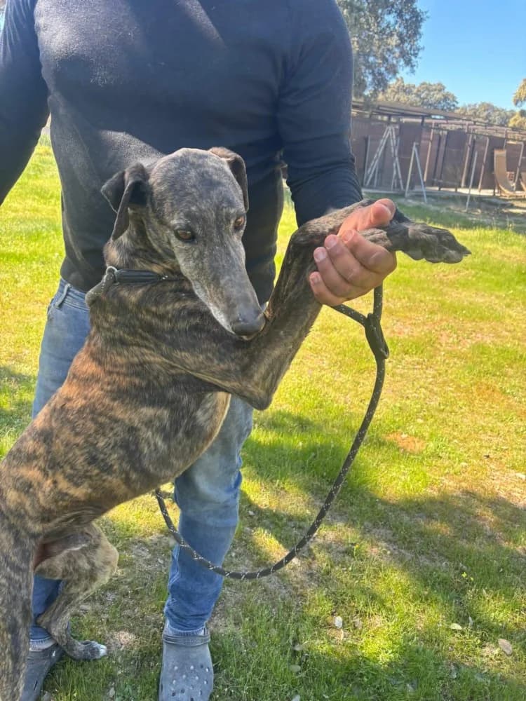 Duque de Juarez DC photo 2