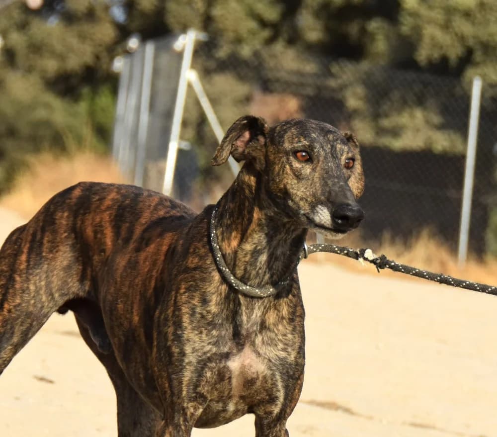 Duque de Juarez DC photo 5