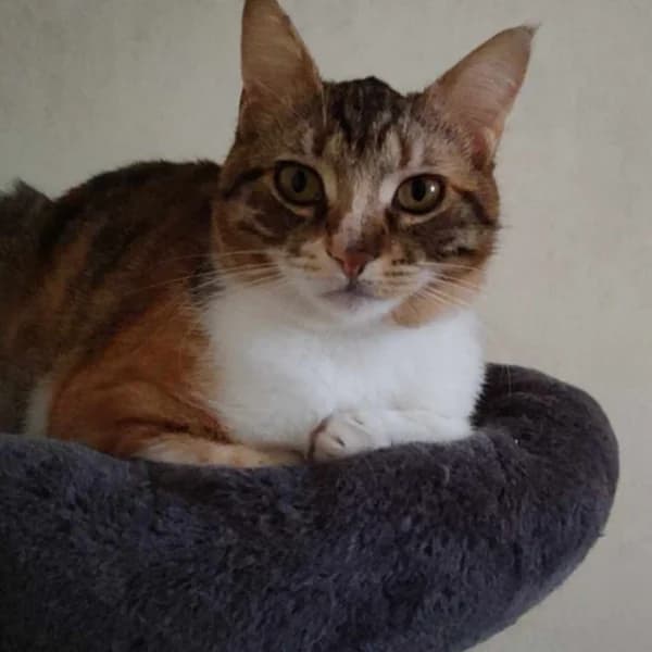 Brigitte,  3yo Mixed Breed for adoption at Nalas Friends, Ghent