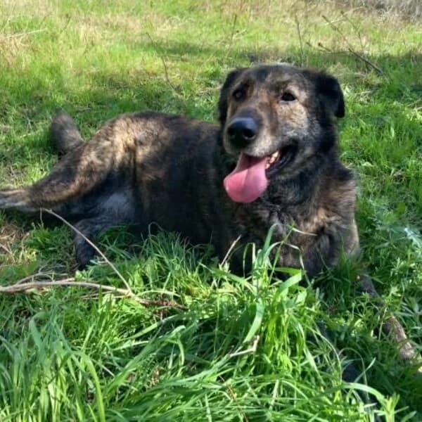 Katsika (Resolution),  puppy Mixed Breed for adoption at Nalas Friends, Ghent