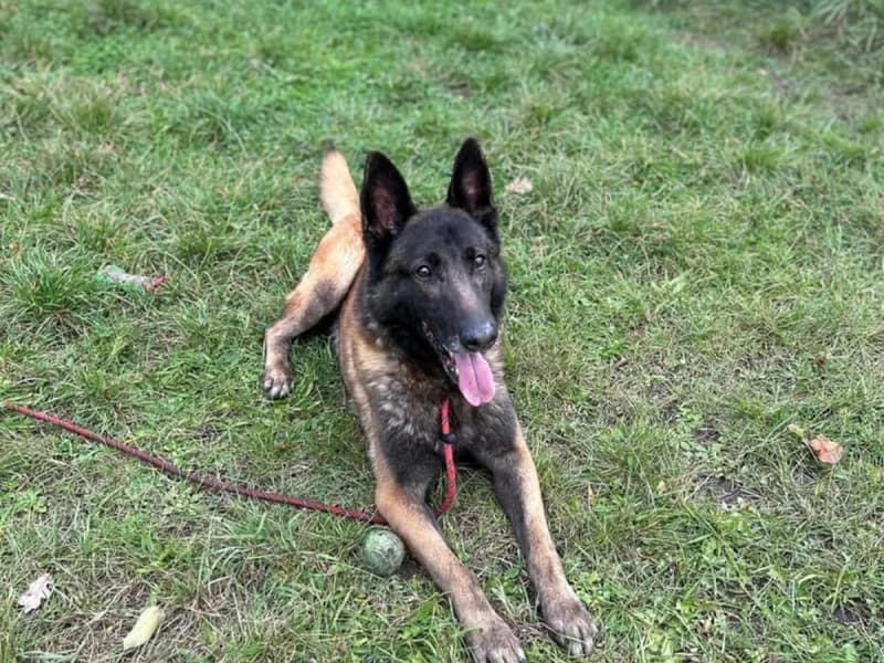 Zack, Fauve et noir male senior Belgian Malinois for adoption at SPA Charleroi, Charleroi