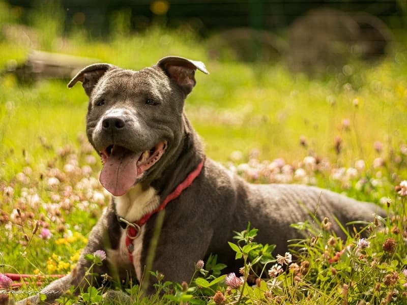 Iris, Bleu blanc female 5yo American Staffordshire Terrier for adoption at SPA Charleroi, Charleroi