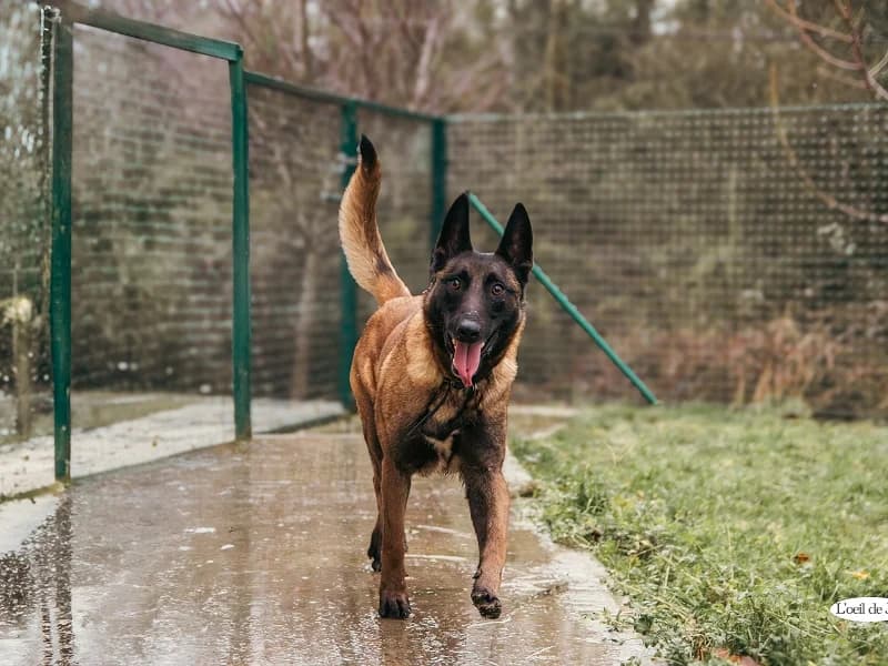 Rita, Fauve charbonné female 4yo Belgian Malinois for adoption at SPA Charleroi, Charleroi