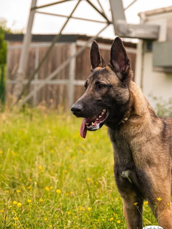 Tommy, Fauve charbonné male young Belgian Malinois for adoption at SPA Charleroi, Charleroi