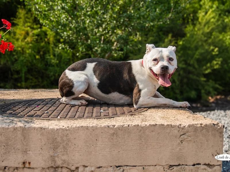 Zola, Bringe blanc female 5yo American Staffordshire Terrier for adoption at SPA Charleroi, Charleroi