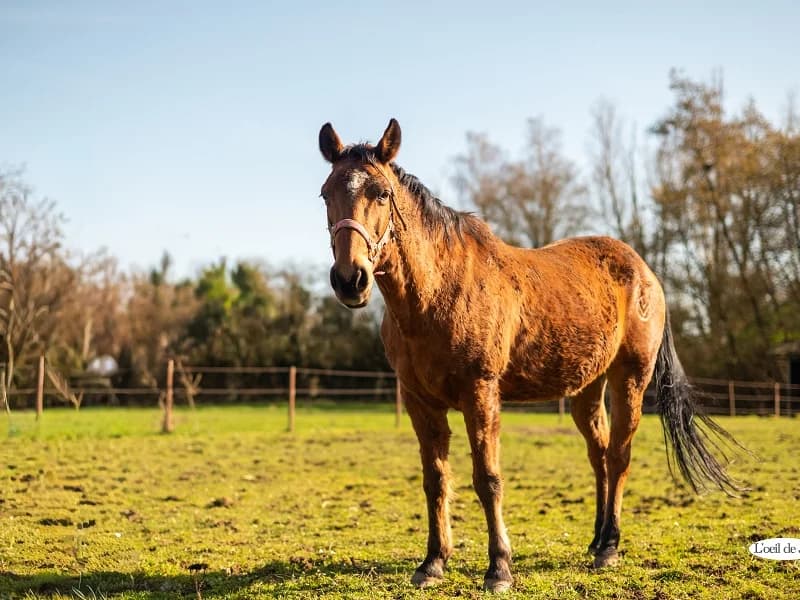 Spirit, Alezan foncé male mixed breed for adoption at SPA Charleroi, Charleroi