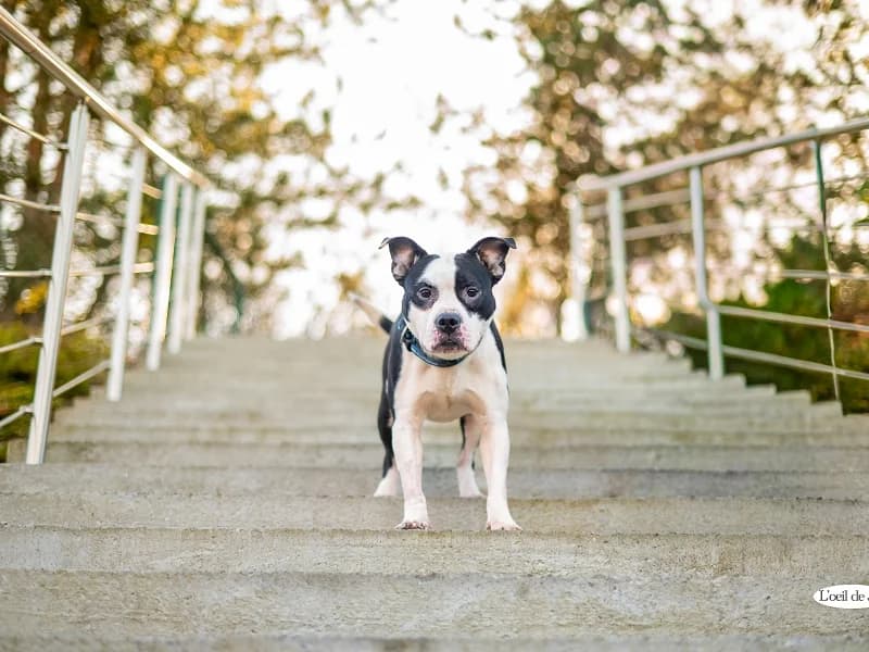 Oreo, Noir et blanc male 6yo American Staffordshire Terrier for adoption at SPA Charleroi, Charleroi